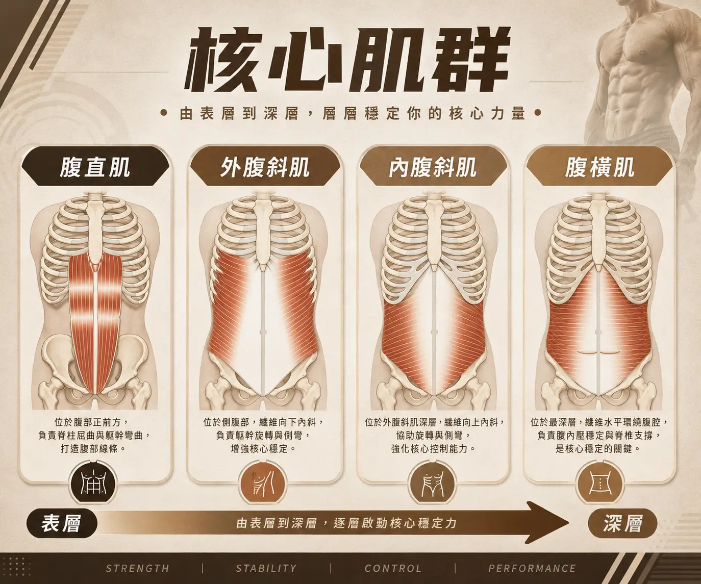 核心肌群包含腹直肌、腹横肌、外腹斜肌、内腹斜肌、骨盆底肌、多裂肌與橫膈膜